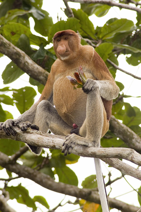 Proboscis Monkey Photograph by Matthew Oldfield | Pixels