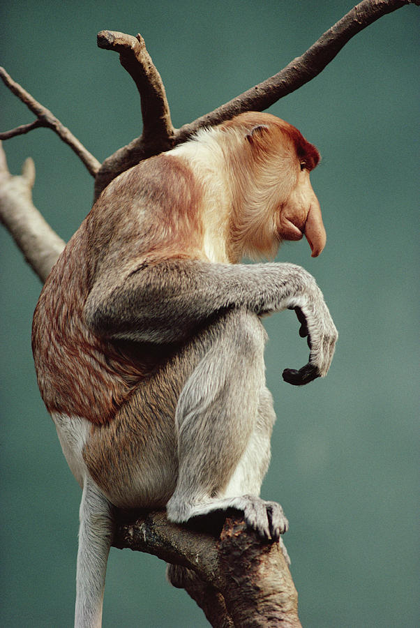 Proboscis Monkey Nasalis Larvatus Photograph by Gerry Ellis
