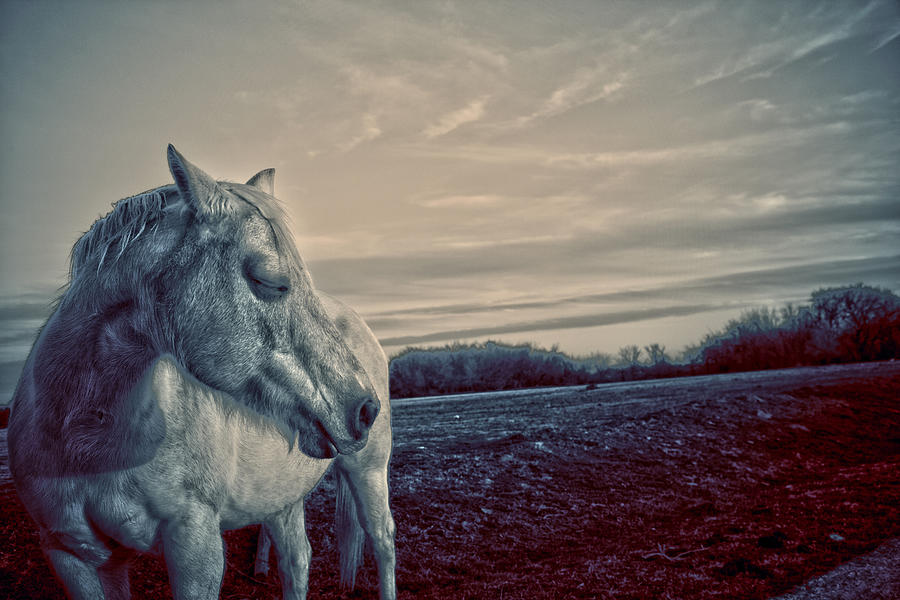 Profile of a Horse Photograph by Toni Hopper