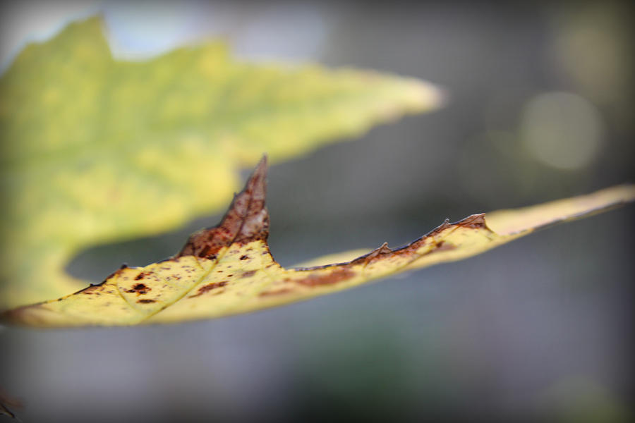 Profile of a Leaf Photograph by Kelly Hazel