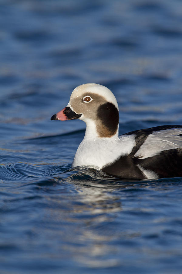 Profile of a Long-Tailed Duck Photograph by Tim Grams - Fine Art America