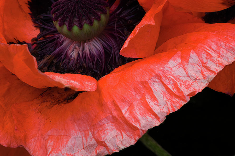 Profile of a poppy Photograph by Carolyn DAlessandro