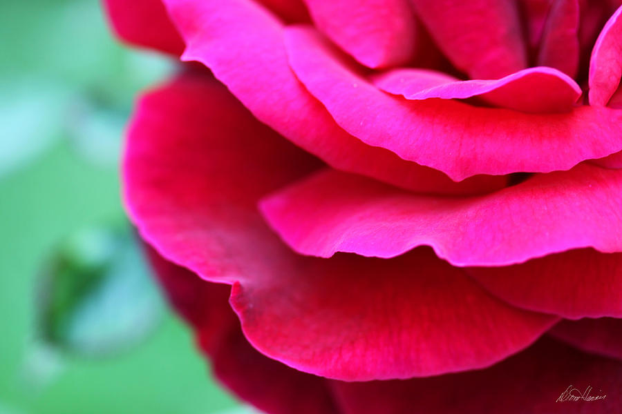 Profile of a Rose Photograph by Diana Haronis