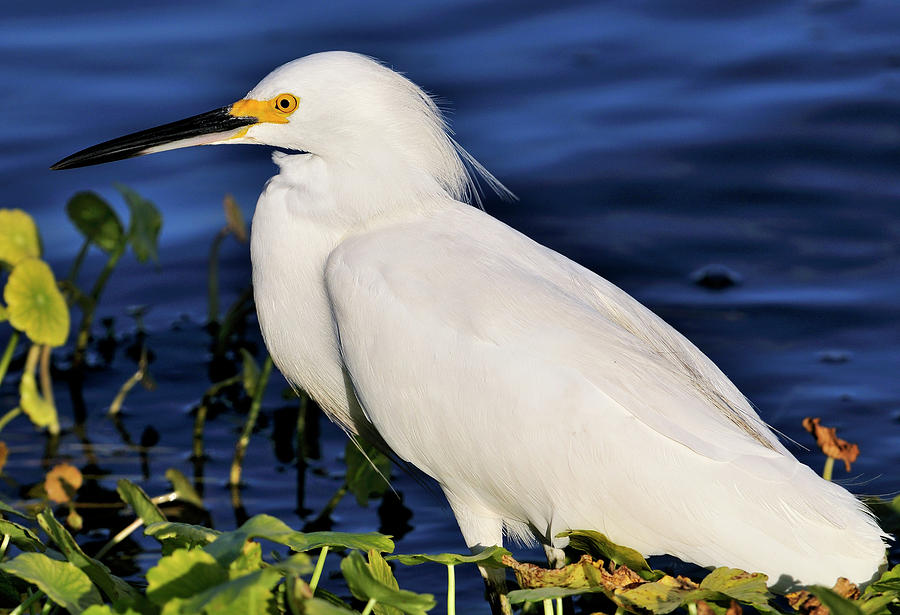 Profile of a Snowy Egret Photograph by Bill Dodsworth