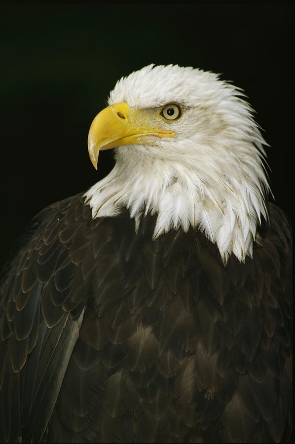 Profile Of An American Bald Eagle Photograph by Anne Keiser