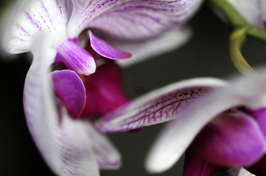 Profile of an Orchid Photograph by Wanda Brandon