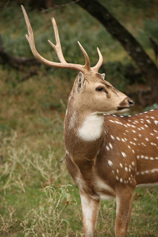 Profile Of Deer Photograph by William Boggs