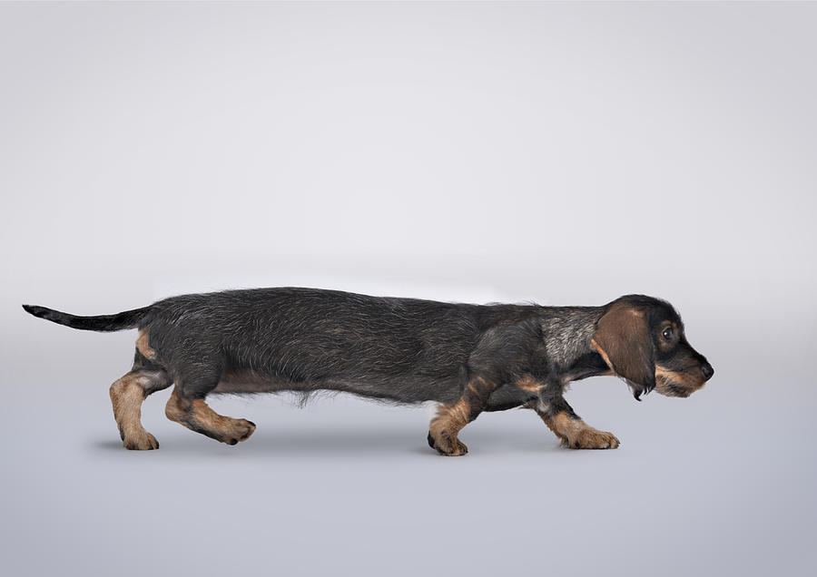 Stretch Dachshund Stretch Dachshund