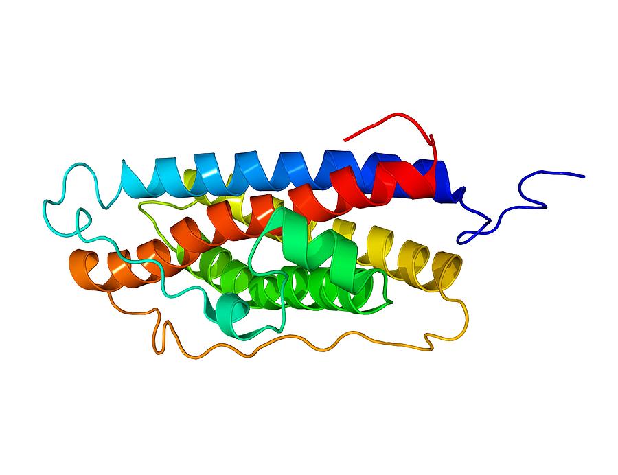 Prolactin Hormone Molecule Photograph By Laguna Design