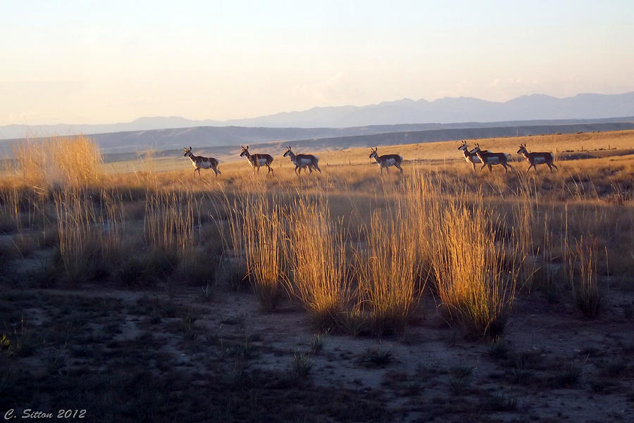 Pronghorn all in a Row Photograph by C Sitton