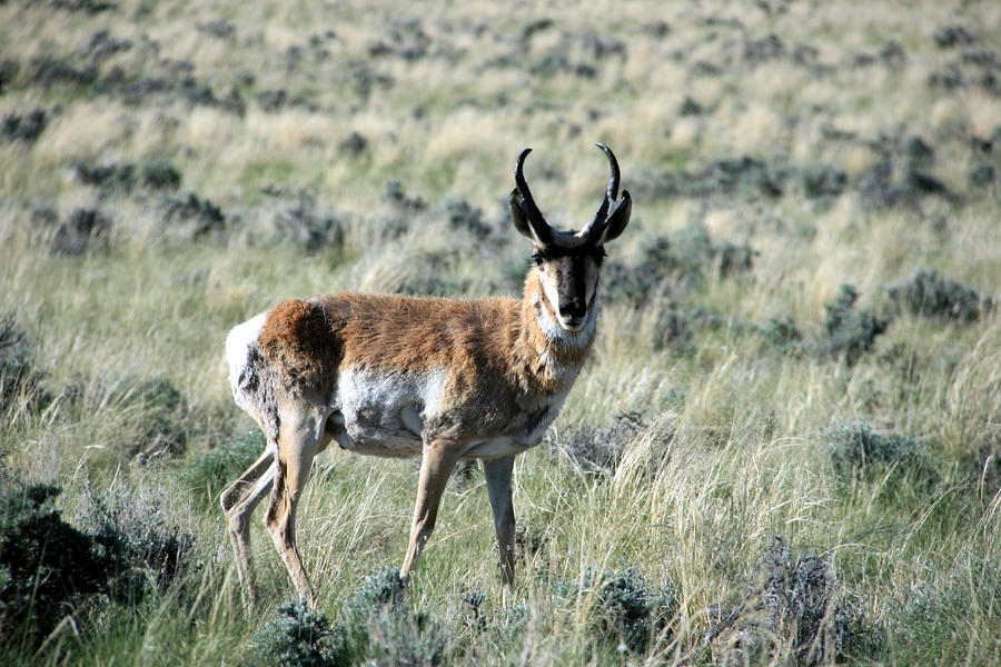 Pronghorn Antelope Photograph by George Jones