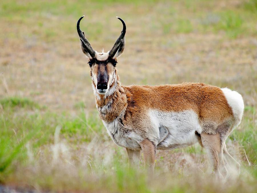 Pronghorn Antelope Photograph by Greg Jones