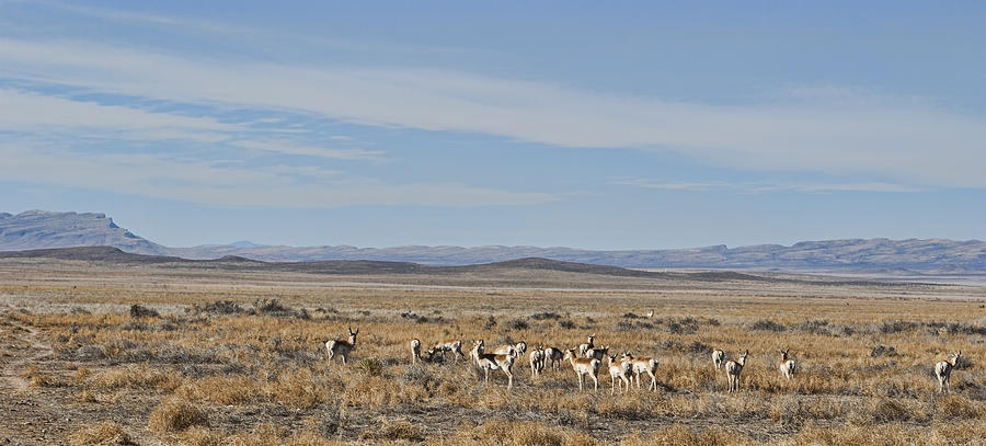Pronghorn Antelope Herd Photograph by Gregory Scott