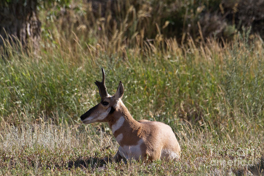 Pronghorn Antelope Resting Photograph by Rodney Cammauf