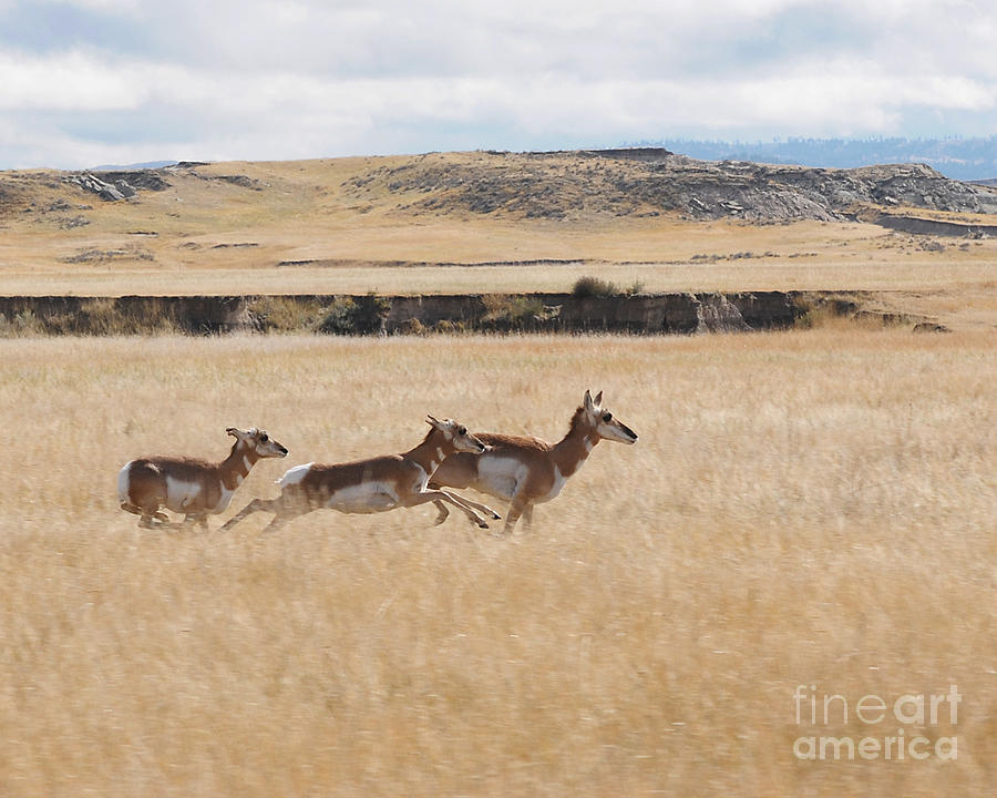 Pronghorn Antelopes on the Run Photograph by Art Whitton