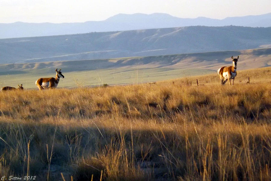 Pronghorn Does Photograph by C Sitton