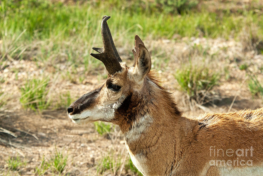 Pronghorn Profile Photograph by Bob and Nancy Kendrick