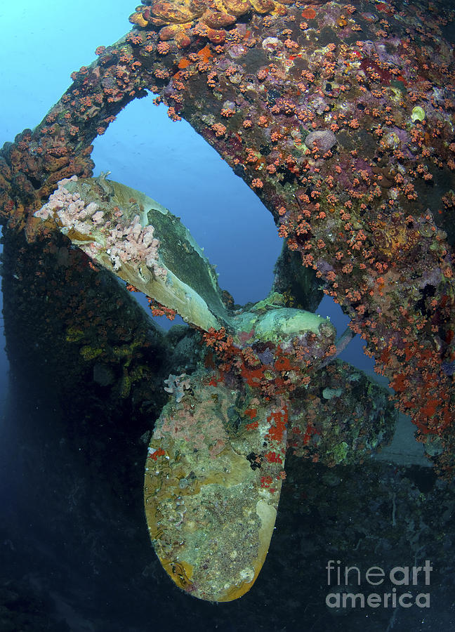 Propeller Of Hilma Hooker Shipwreck Photograph by Karen Doody - Fine ...