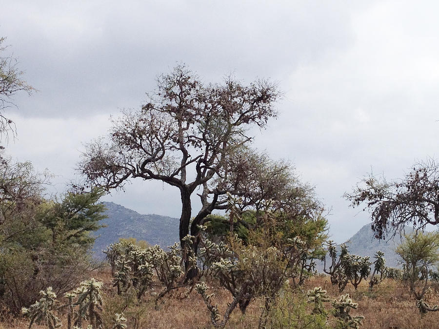 Prosopis Laevigata Photograph by Jesus Nicolas Castanon