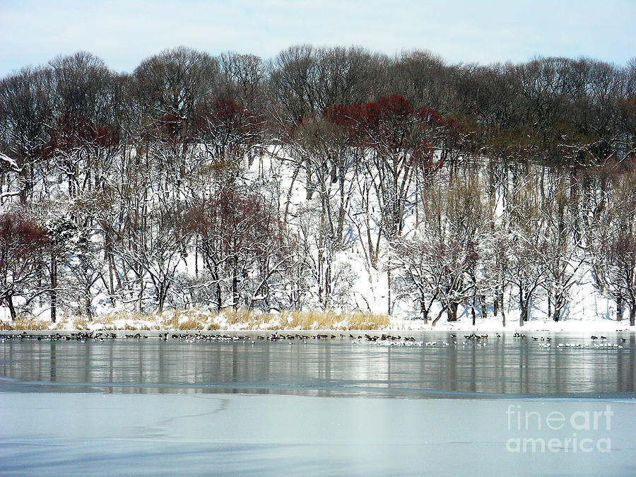 Winter Photograph - Prospect Park Lake Winter Snow by Mark Gilman
