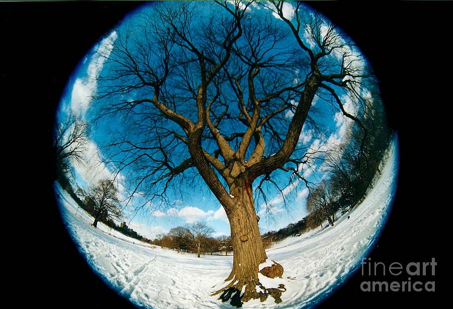 Nature Photograph - Prospect Park Tree by Mark Gilman