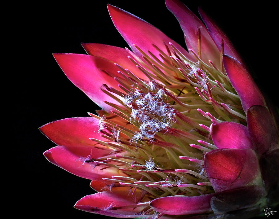 Protea Photograph by Endre Balogh