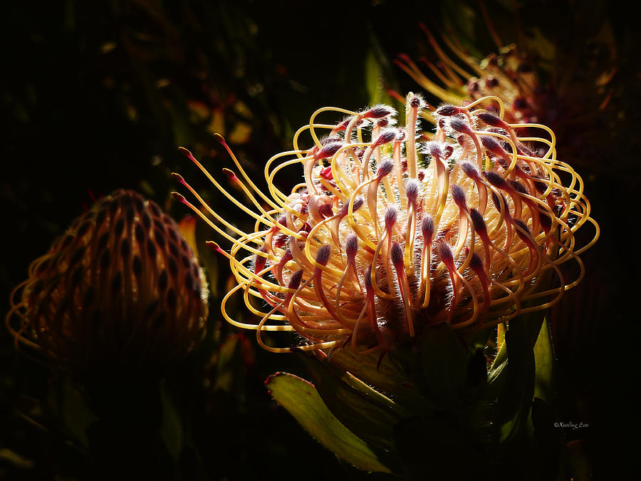 Protea Flower 10 Photograph by Xueling Zou