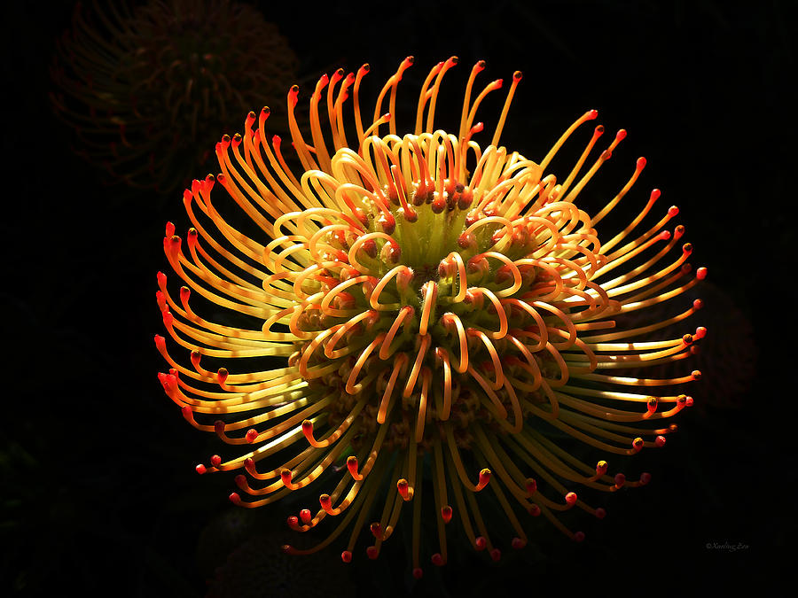 Protea Flower 11 Photograph by Xueling Zou