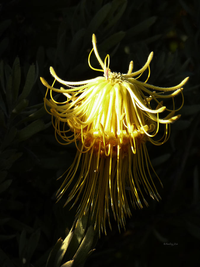 Protea Flower 9 - Octopus Photograph by Xueling Zou