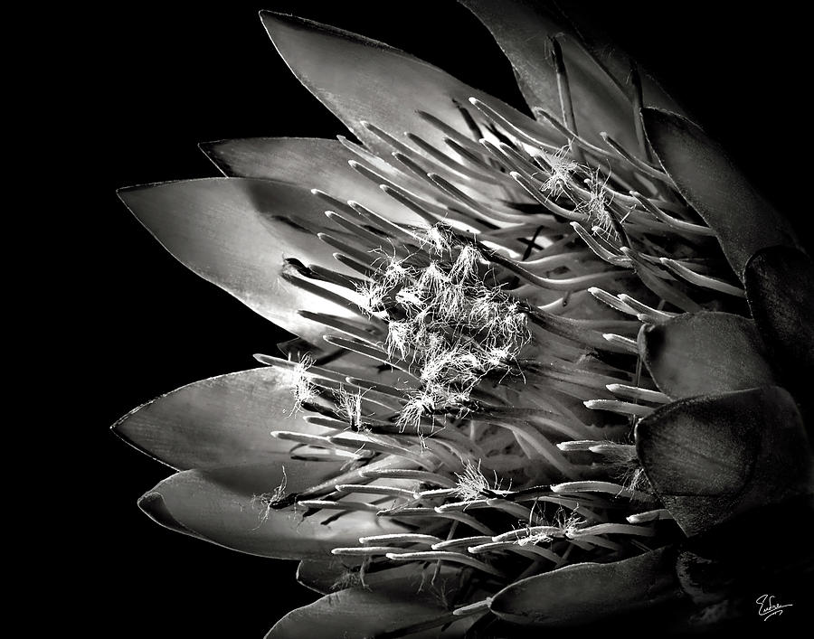 Flower Photograph - Protea in Black and White by Endre Balogh
