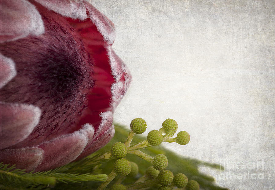Nature Photograph - Protea by Jane Rix
