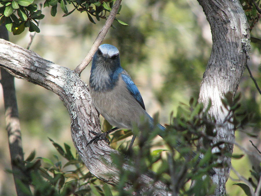 Scrub Jay Photograph - Protected by Elzubair Elzein