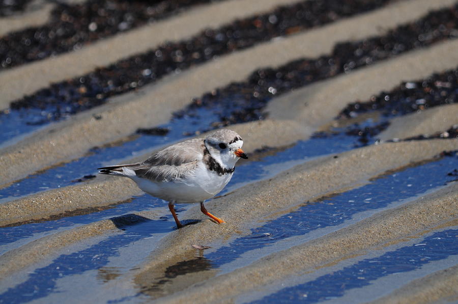 Protected Piping Plover Poses Photograph by Mike Martin