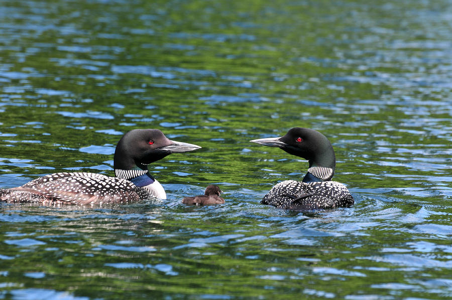 Loon Photograph - Protective Parents by Peter DeFina