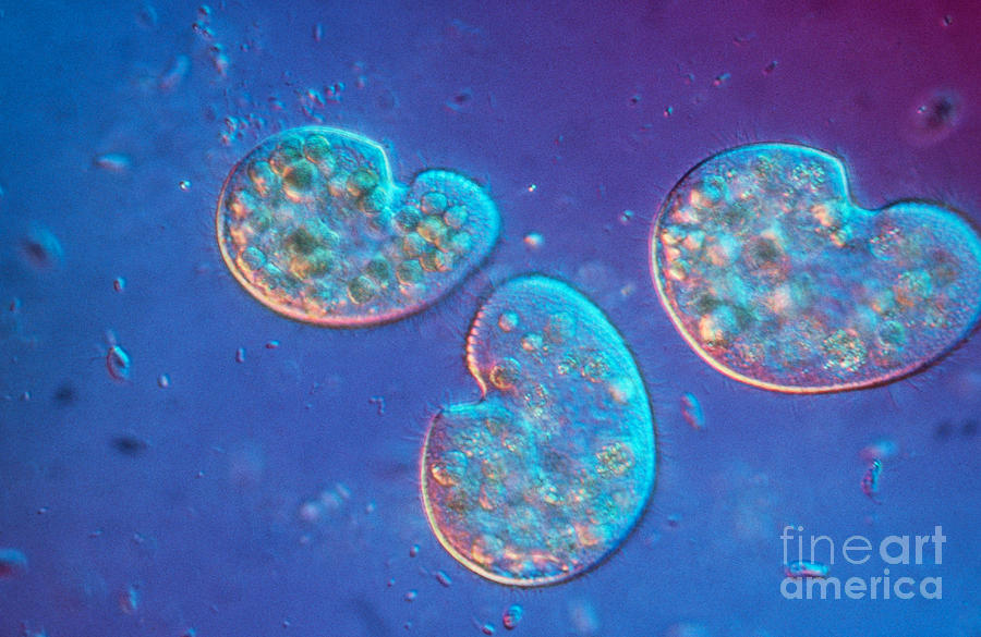 Protozoa, Colpoda Cucullus, Lm Photograph by Eric V. Grave