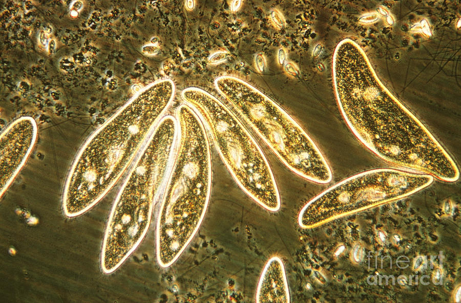 Plankton Photograph - Protozoa, Paramecium, Lm by Eric V. Grave