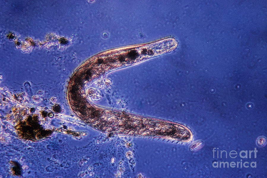Protozoa, Spirostoma, Lm Photograph by Eric V. Grave
