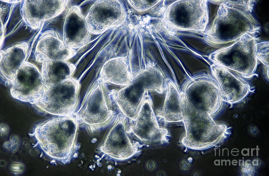 Protozoa Vorticella Photograph by M. I. Walker