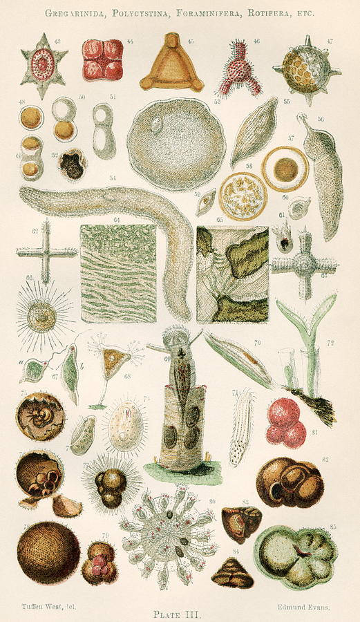 Nature Photograph - Protozoan Microscopy, 19th Century by 