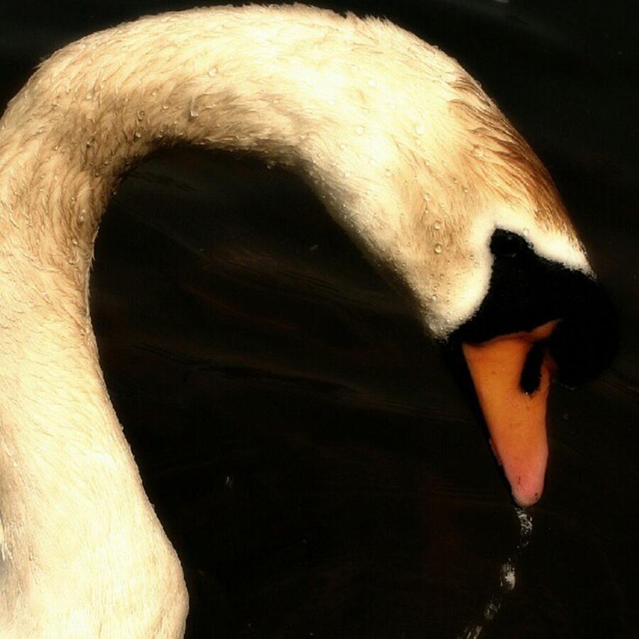Swan Photograph - Proud Beauty by Abbie Shores