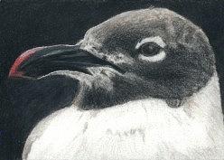 Proud Bird - ACEO Drawing by Ana Tirolese