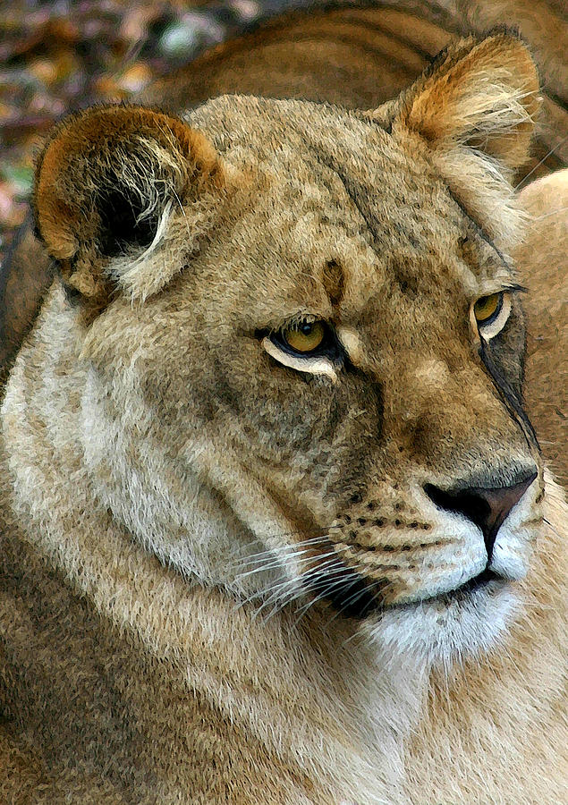 Proud Lioness Digital Art by Cindy Haggerty