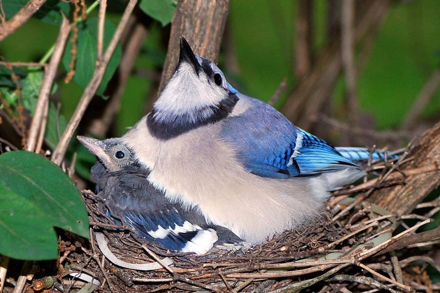 Blue Jay Photograph - Proud Momma by Rose Pasquarelli