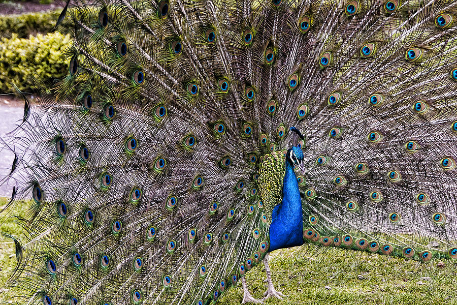 Flower Photograph - Proud Peacock At Leeds Castle by Jon Berghoff