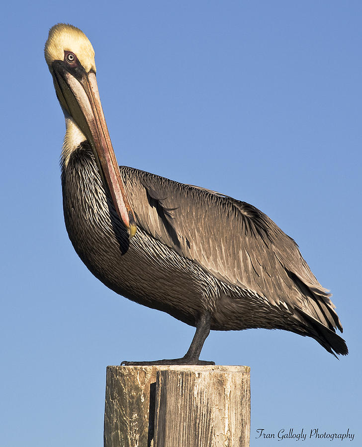 Proud Pelican Photograph by Fran Gallogly