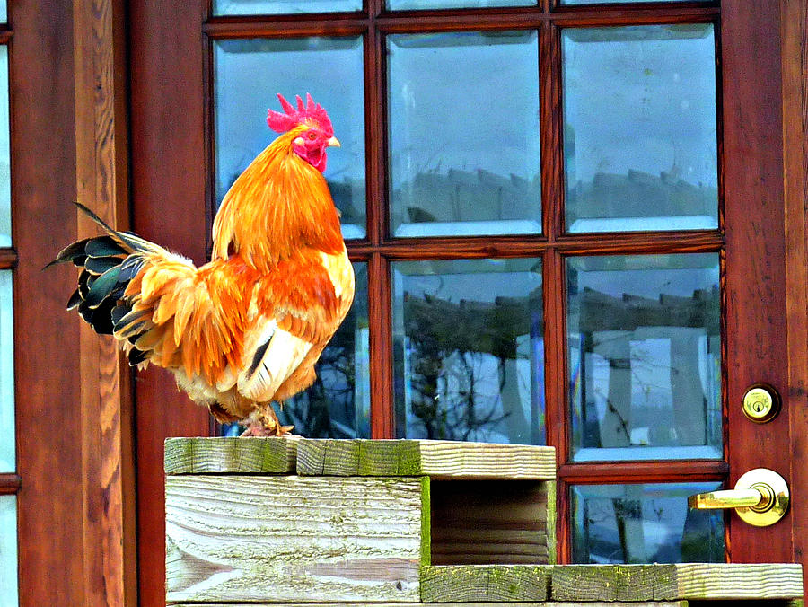 Proud Rooster Photograph by Jo Sheehan