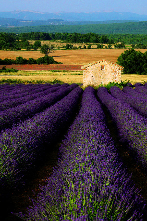 Provence Photograph - Provencal Summers by John Galbo