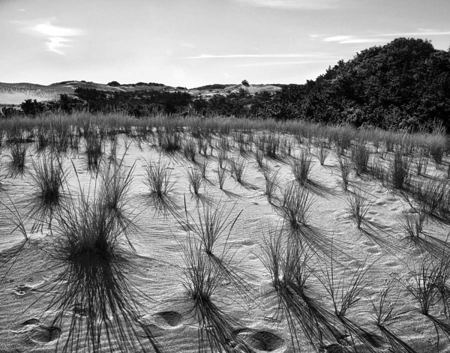Black And White Photograph - Province Land Grasses by Tammy Wetzel
