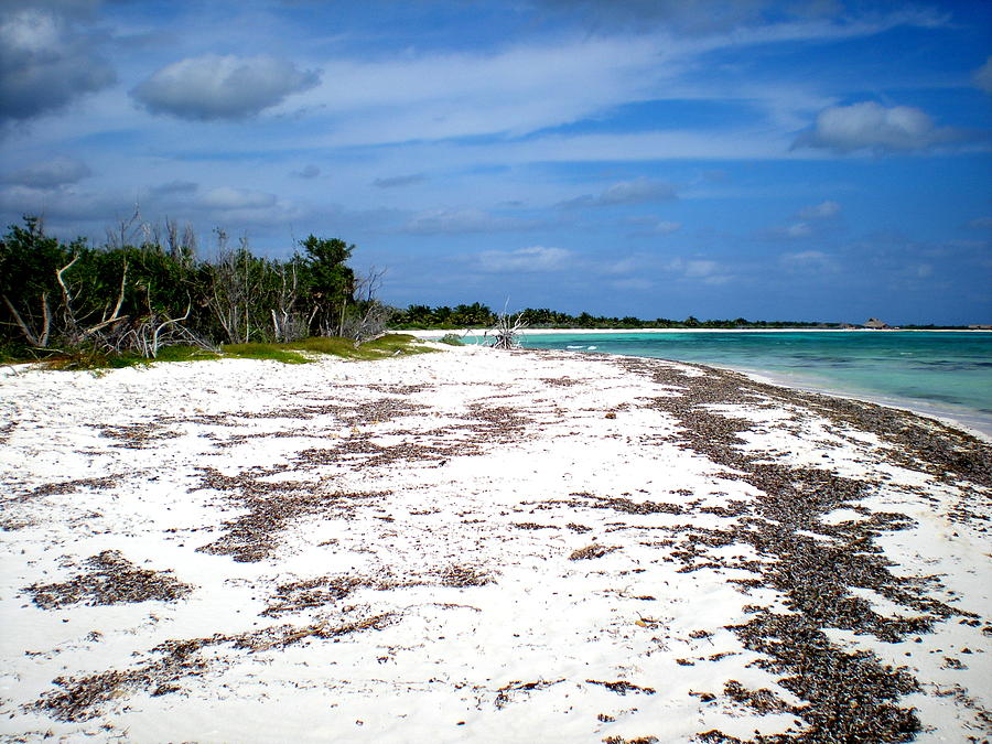 Provincial Park Cozumel Mexico Photograph by Danielle Parent - Fine Art ...