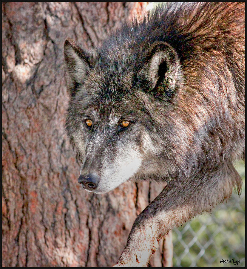 Wolves Photograph - Prowler by Stellina Giannitsi